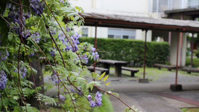 本日天気は雨☔
「雨の匂いがする」とよく言いますが、今の時期は藤の花が咲きとても良い香りです。
藤の花の香りを楽しみたい方は、都西の藤棚がありますよ😊

#藤棚
#都城西高校